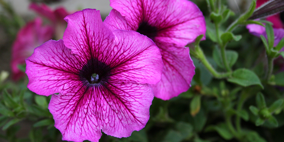 What to plant in spring